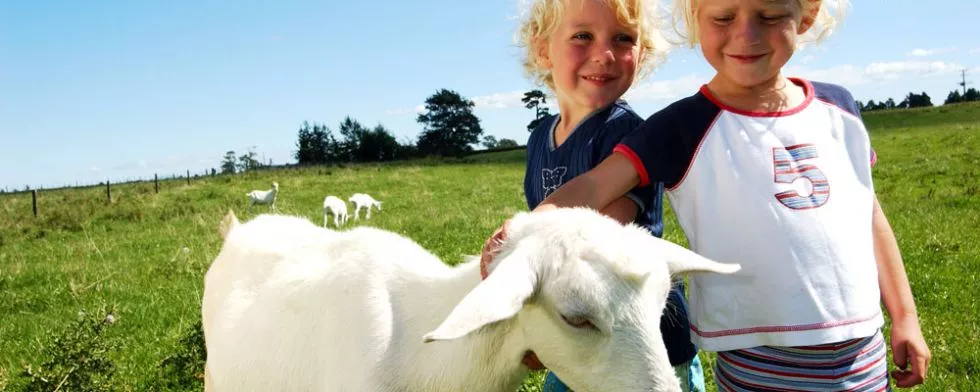 Ziegenmilch für eine gesunde Ernährung